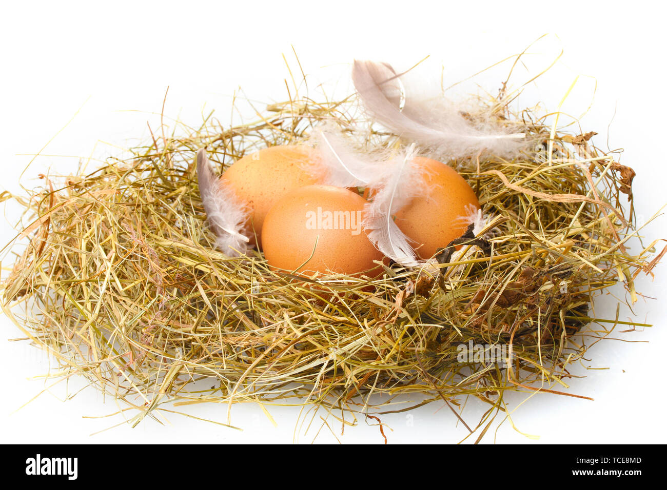 chicken eggs in a nest isolated on white Stock Photo - Alamy
