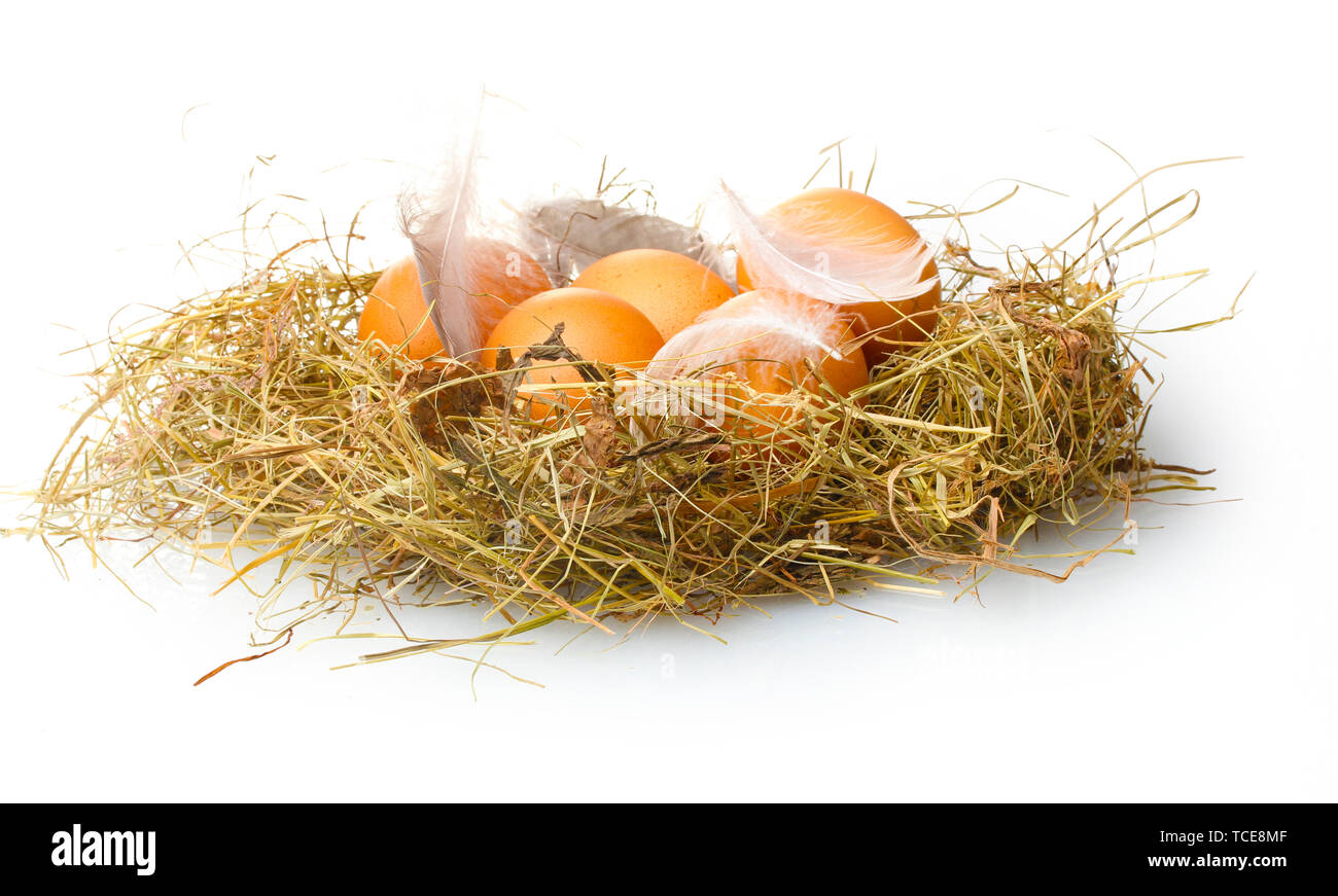 chicken eggs in a nest isolated on white Stock Photo - Alamy