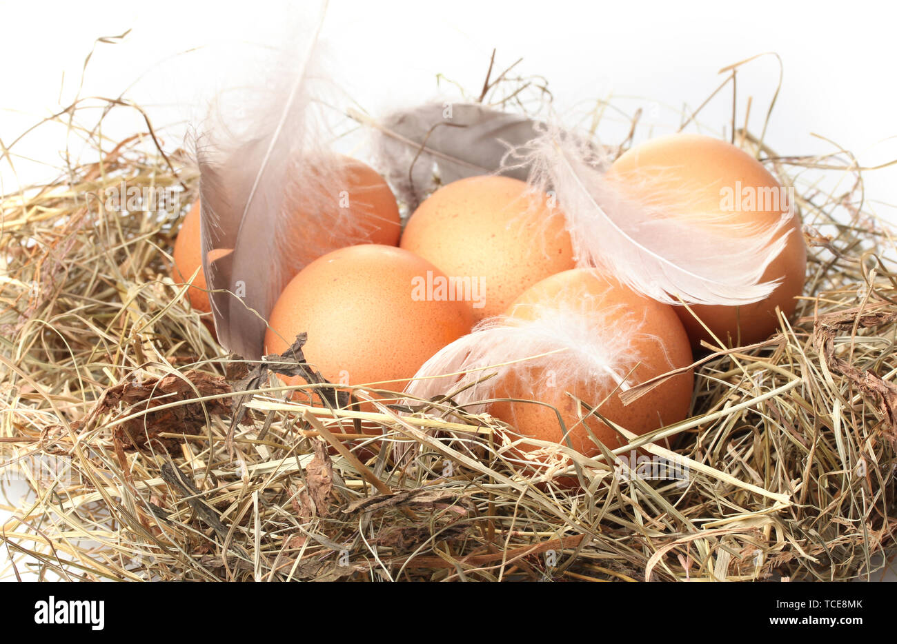 chicken eggs in a nest isolated on white Stock Photo - Alamy