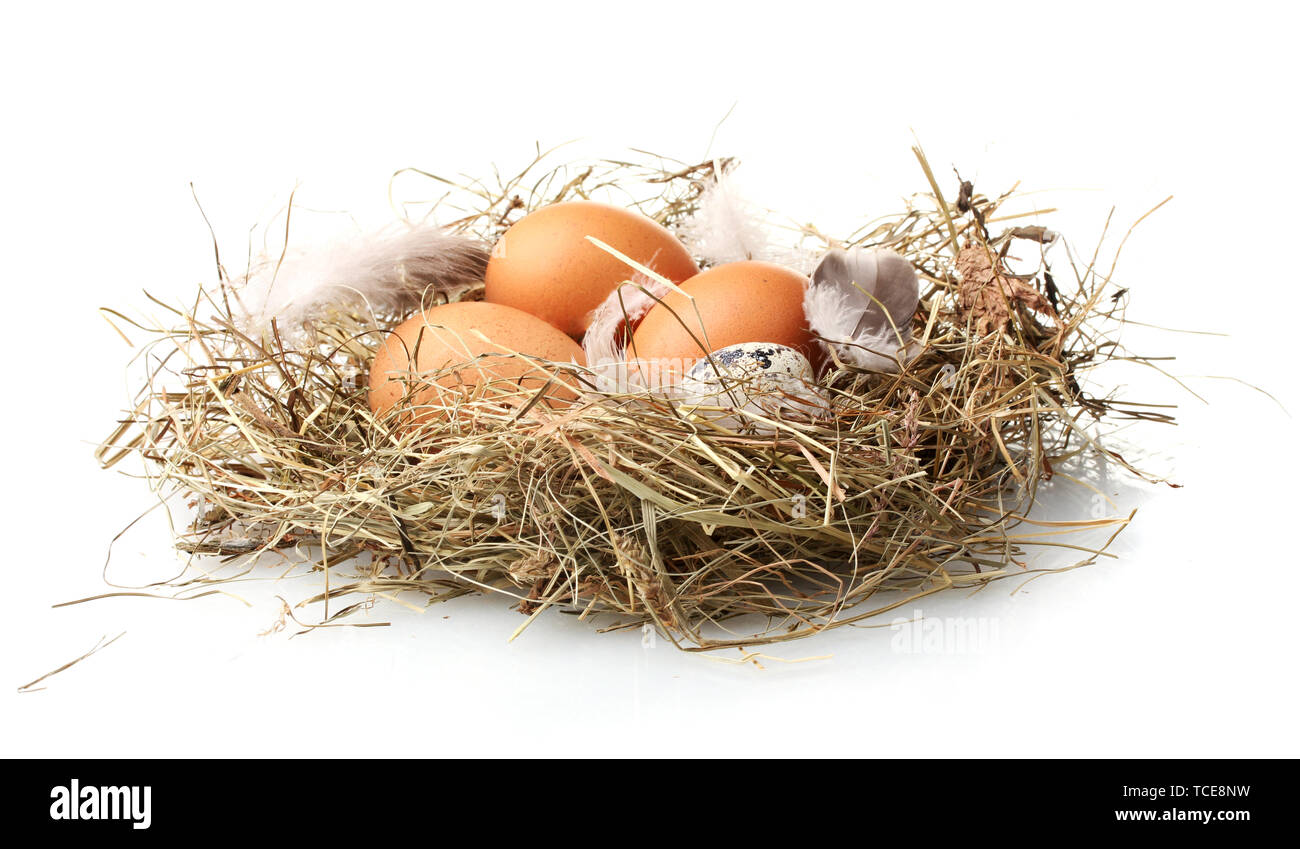 chicken and quail eggs in a nest isolated on white Stock Photo - Alamy