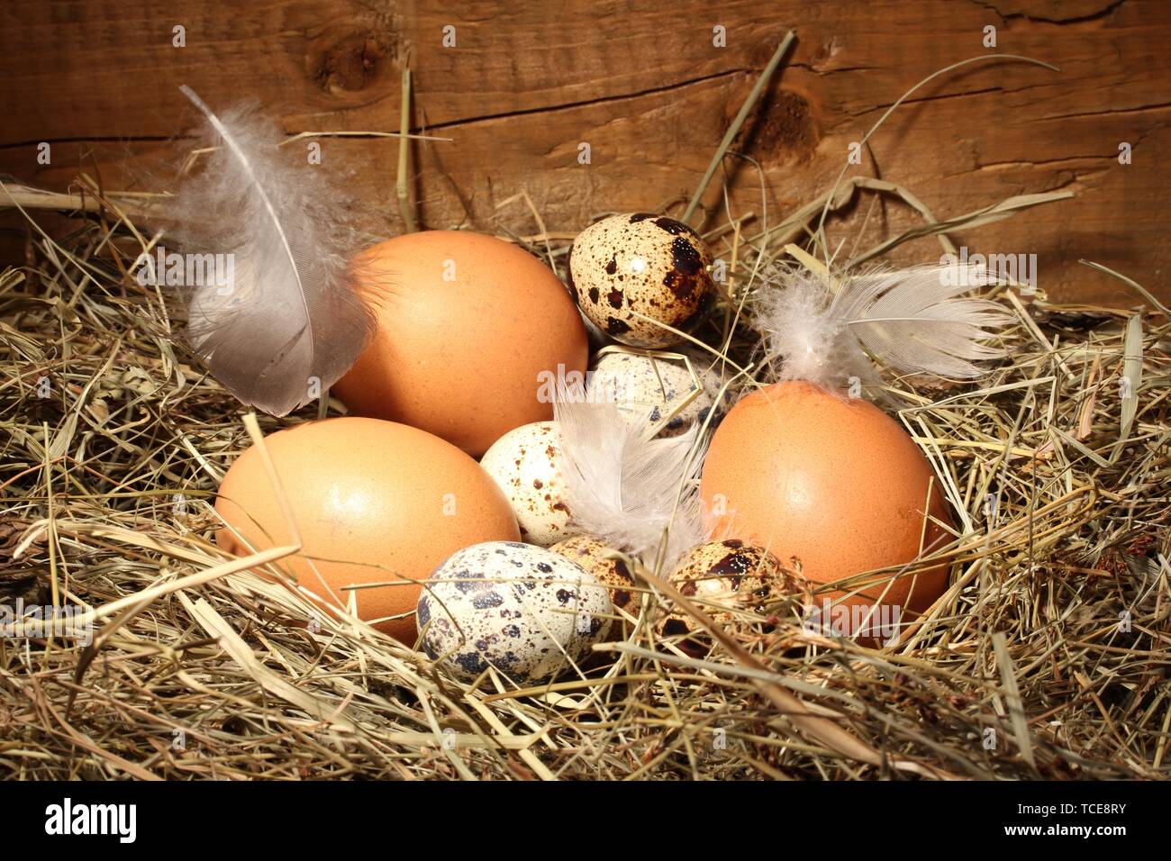 chicken and quail eggs in a nest on wooden background Stock Photo - Alamy