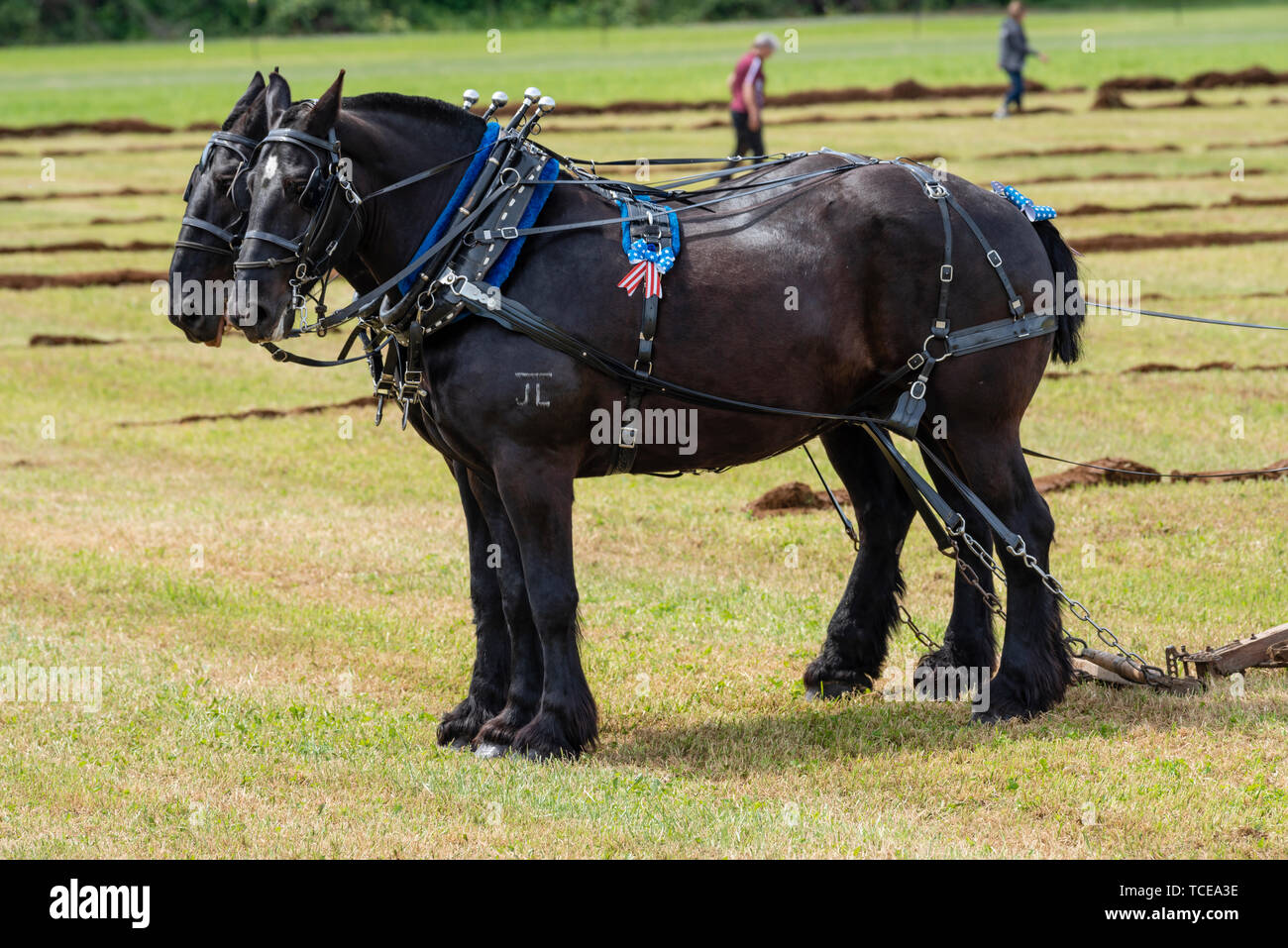 Horse team at rest after plowing a length. 2019 International Plowing Match.  Berthusen Park, Lynden, Washington Stock Photo