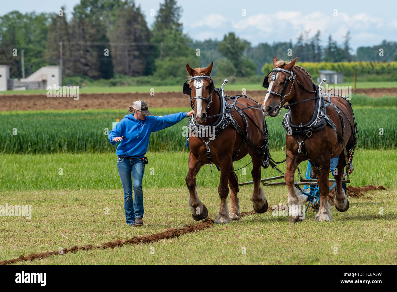 Team of horses starting to plow a furrow. 2019 International Plowing Match.  Berthusen Park, Lynden, Washington Stock Photo