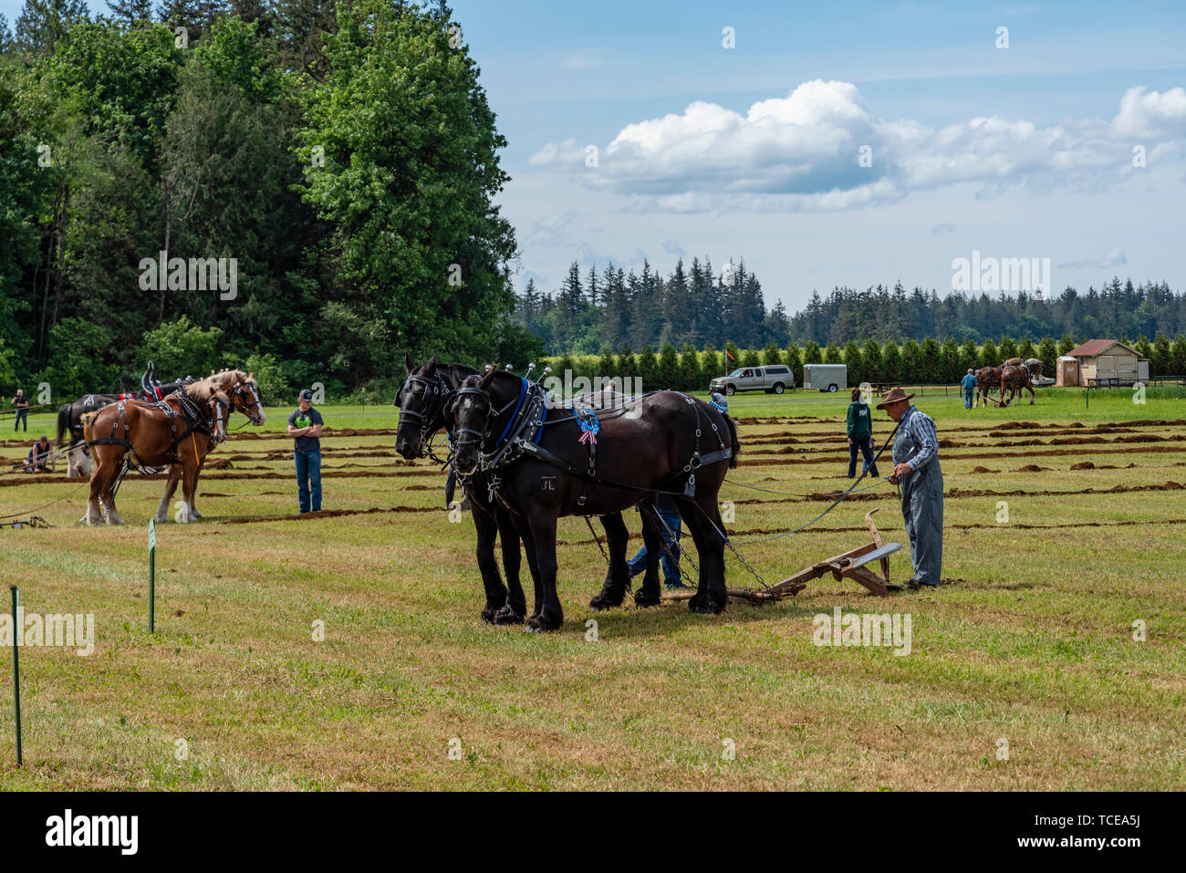 Teams of horses competing in the plowing match.  2019 International Plowing Match.  Berthusen Park, Lynden, Washington Stock Photo