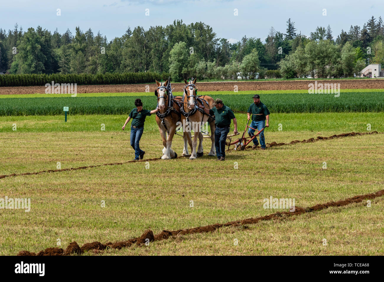 Team of horses being guided along a furrow.  2019 International Plowing Match.  Berthusen Park, Lynden, Washington Stock Photo