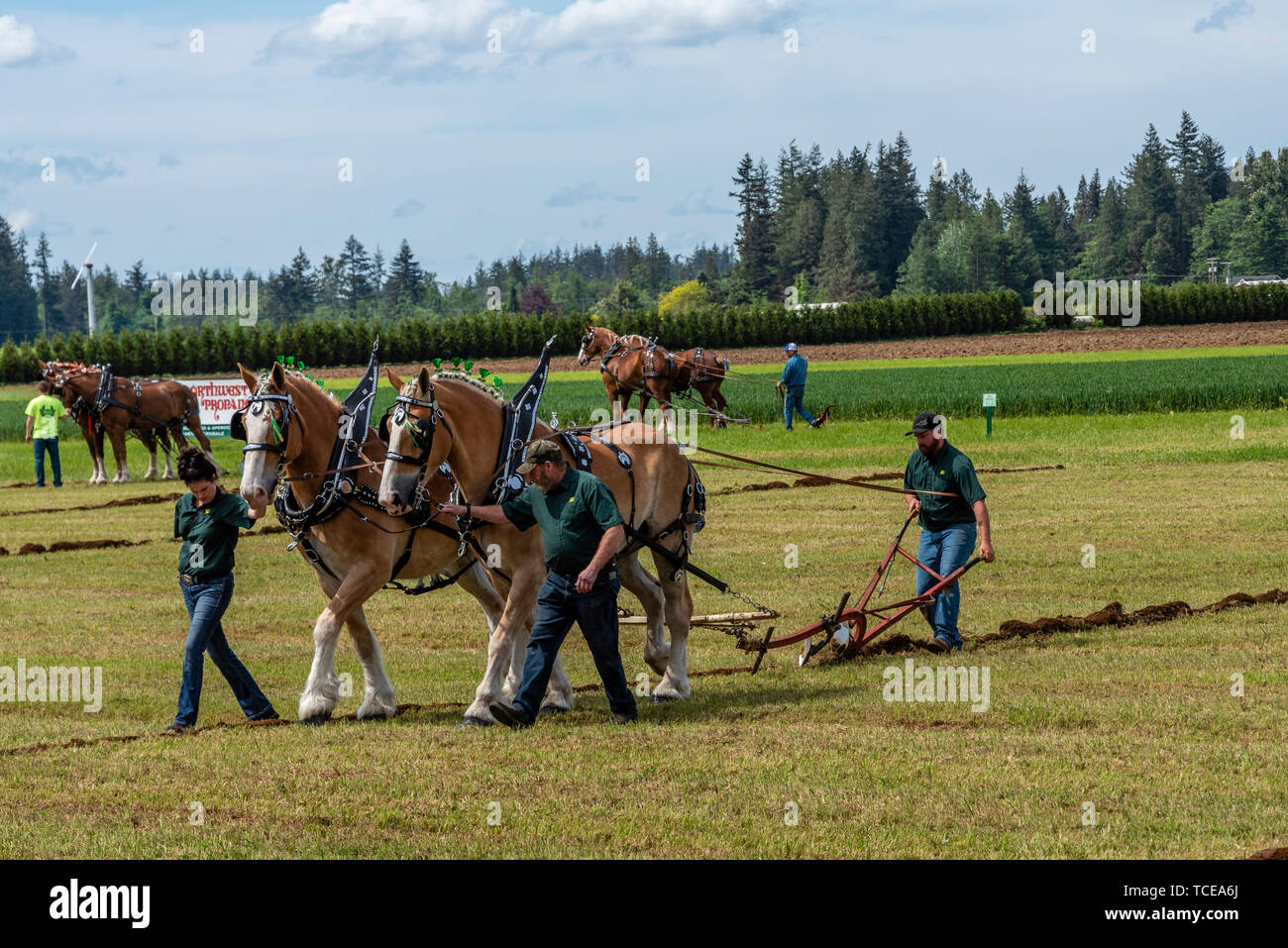 Team of horses being guided along a furrow.  2019 International Plowing Match.  Berthusen Park, Lynden, Washington Stock Photo