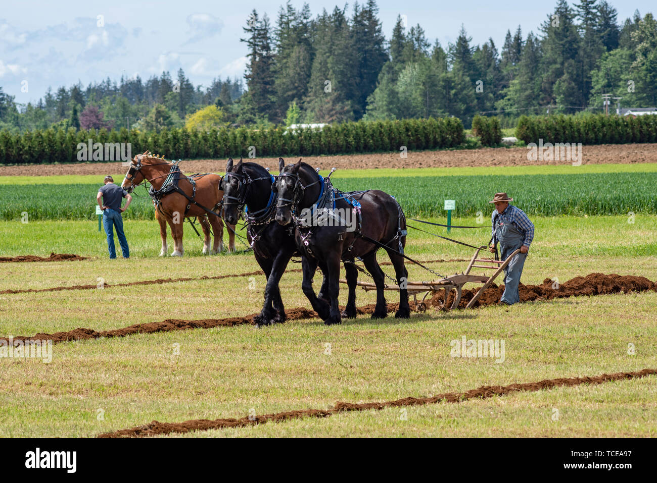 Team of horses plowing a new furrow.  2019 International Plowing Match.  Berthusen Park, Lynden, Washington Stock Photo