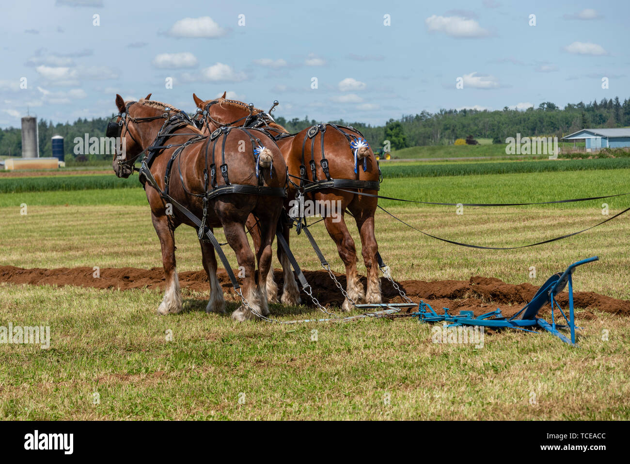Horse team resting after completing a furrow.  2019 International Plowing Match.  Berthusen Park, Lynden, Washington Stock Photo