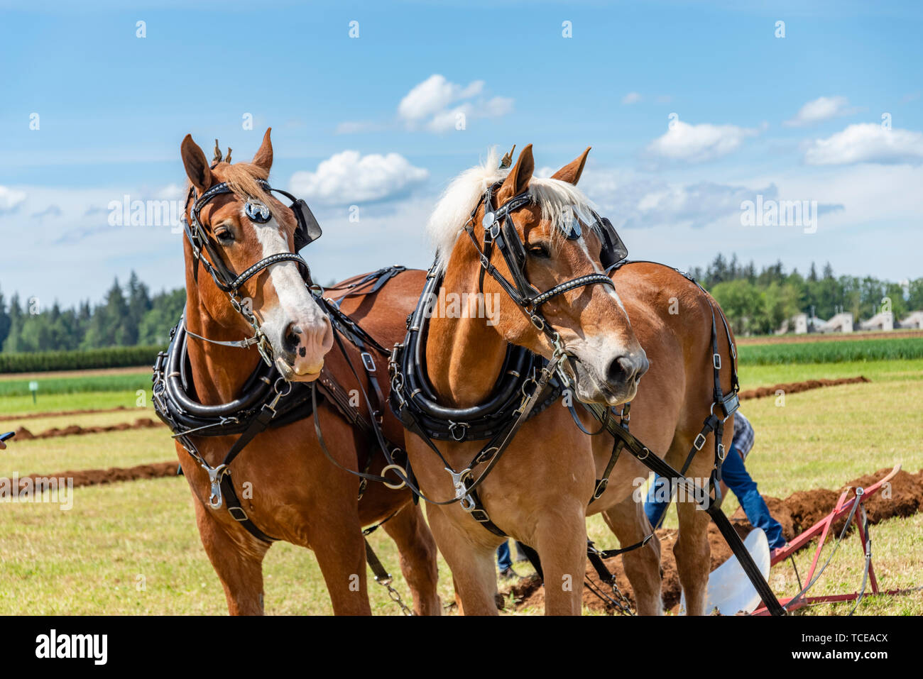 Horse team resting after completing a furrow.  2019 International Plowing Match.  Berthusen Park, Lynden, Washington Stock Photo