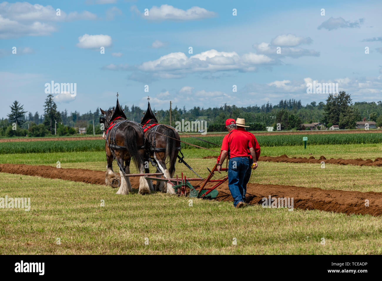 Plowman and team starting another furrow.  2019 International Plowing Match.  Berthusen Park, Lynden, Washington Stock Photo