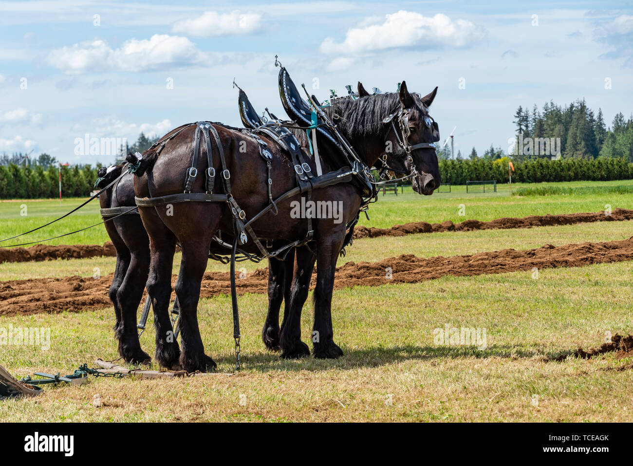 Plow horses hires stock photography and images Alamy