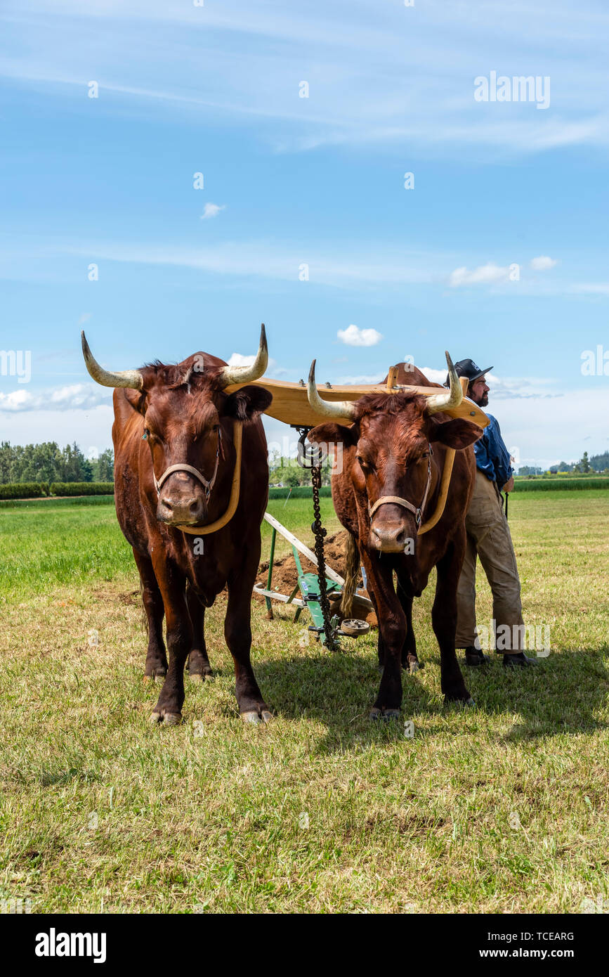 Team of oxen pulling a plow in the international plowing match.  2019 International Plowing Match.  Berthusen Park, Lynden, Washington Stock Photo