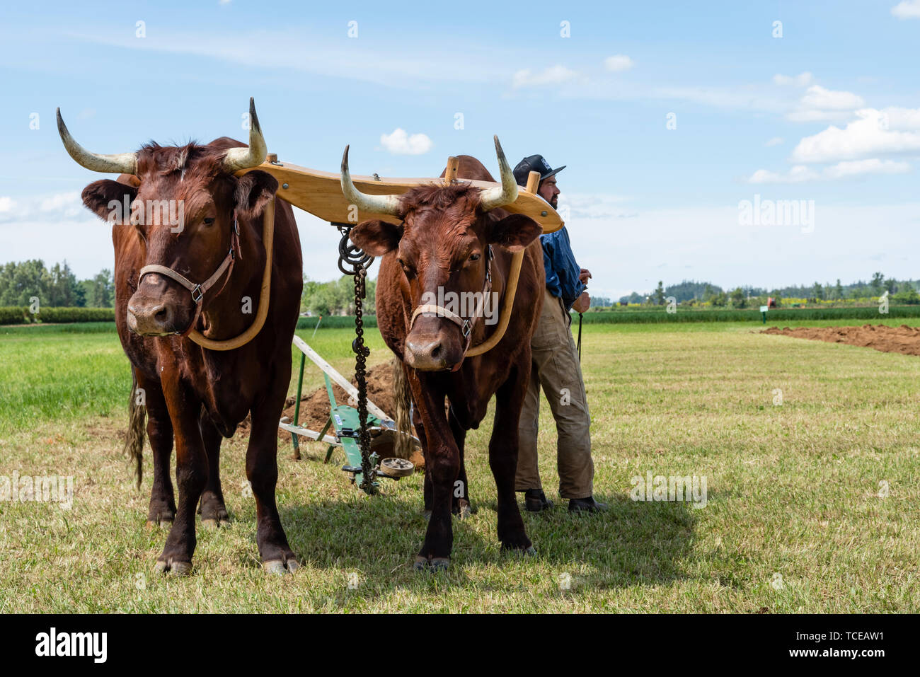 Team of oxen pulling a plow in the international plowing match.  2019 International Plowing Match.  Berthusen Park, Lynden, Washington Stock Photo
