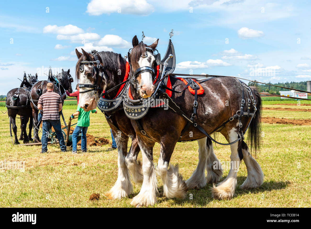 Team pf plow horses waiting for another run.  2019 International Plowing Match.  Berthusen Park, Lynden, Washington Stock Photo