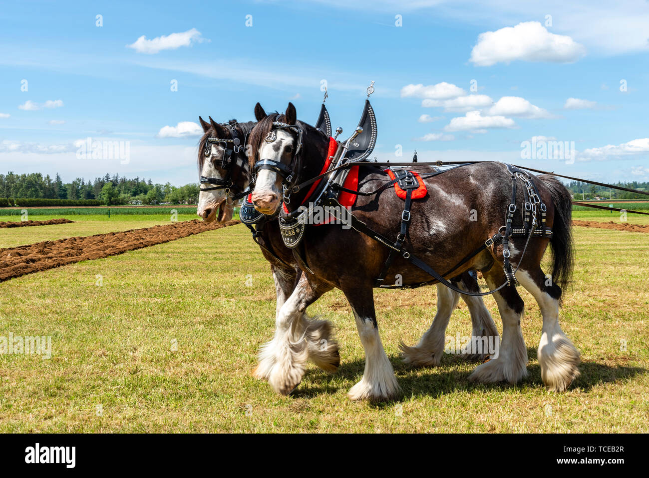 Team pf plow horses waiting for another run.  2019 International Plowing Match.  Berthusen Park, Lynden, Washington Stock Photo