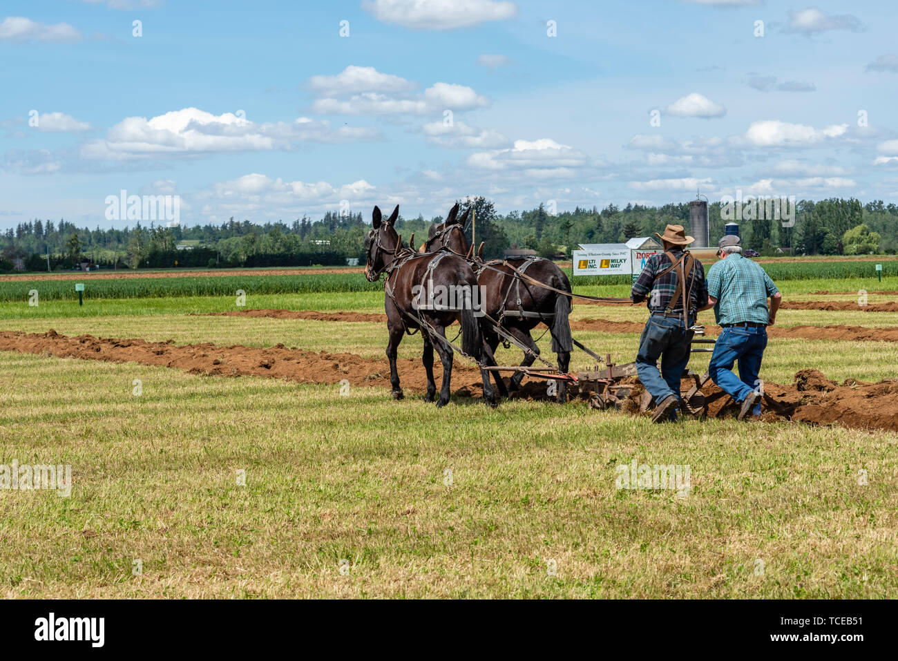 Team plowing another furrow at the international plowing match.  2019 International Plowing Match.  Berthusen Park, Lynden, Washington Stock Photo