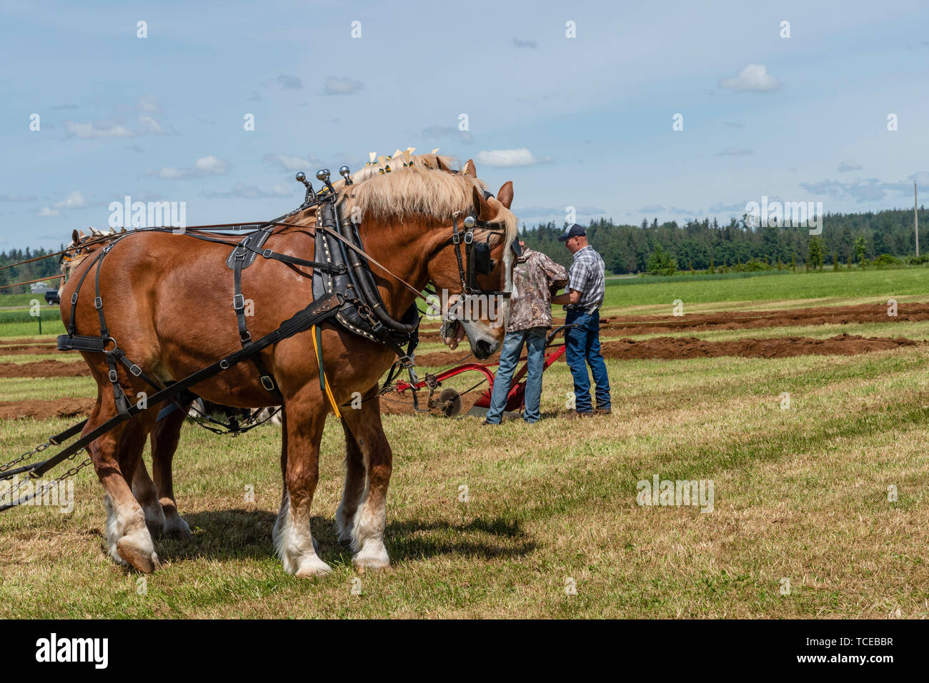 Team waiting for another run.  2019 International Plowing Match.  Berthusen Park, Lynden, Washington Stock Photo