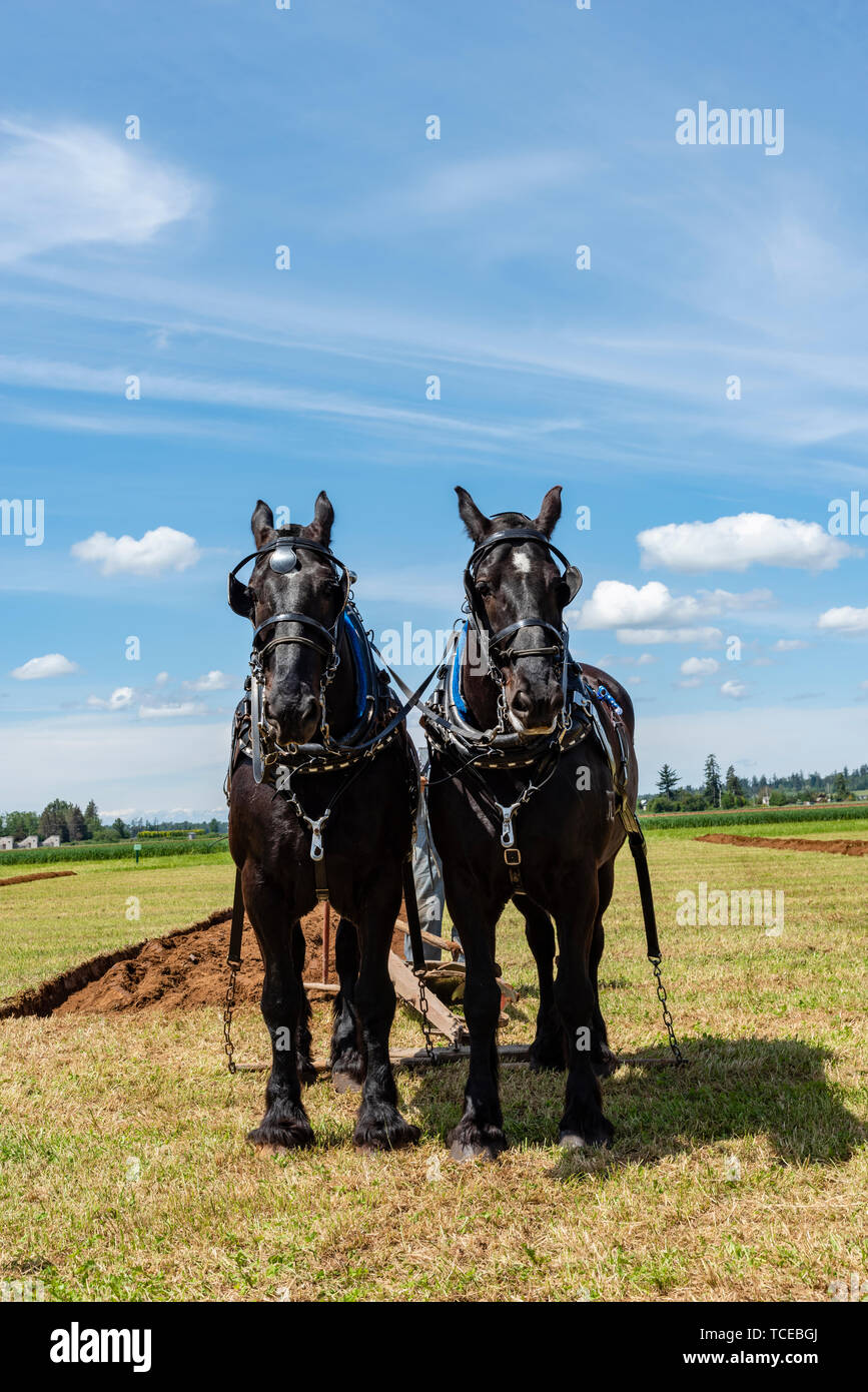 Team of plow horses resting at the end of a furrow.  2019 International Plowing Match.  Berthusen Park, Lynden, Washington Stock Photo