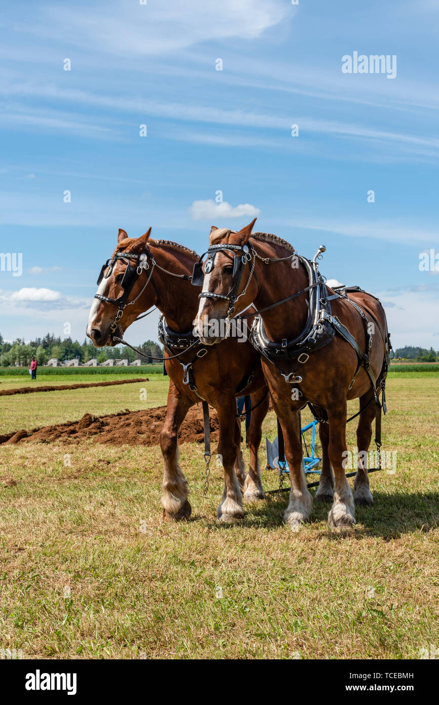 Team of plow horses resting at the end of plowing a furrow.  2019 International Plowing Match.  Berthusen Park, Lynden, Washington Stock Photo