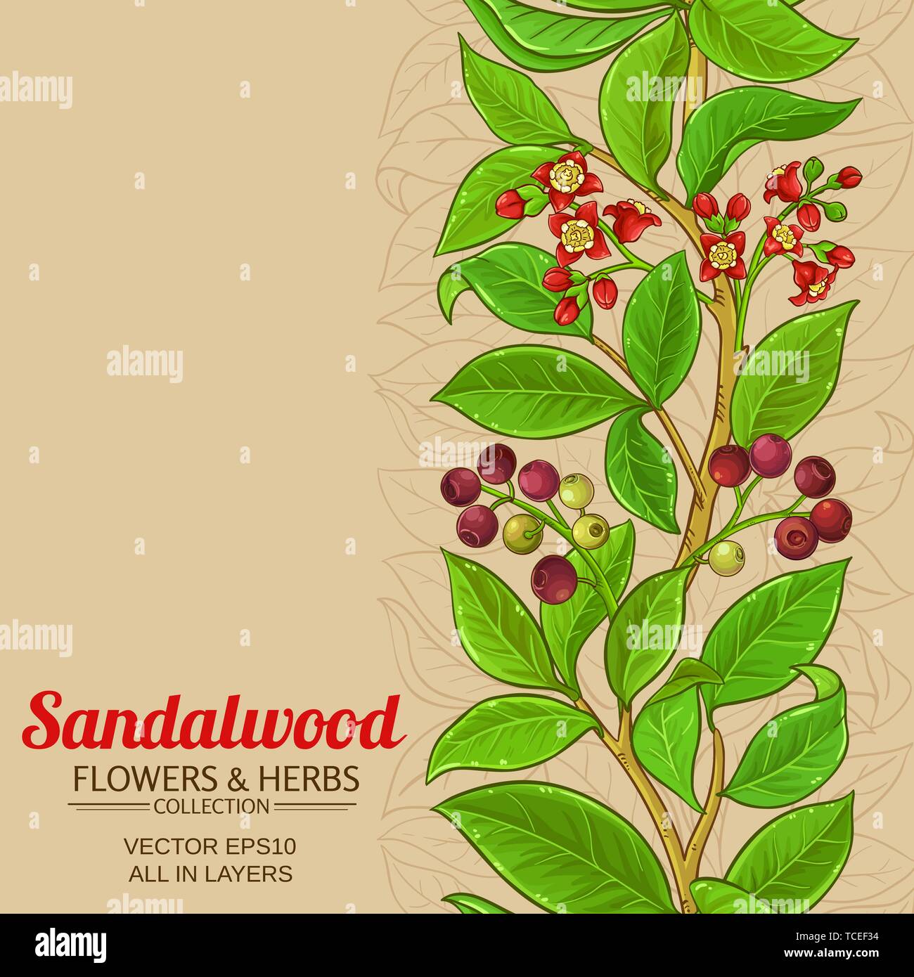 sandalwood vector pattern on color background Stock Vector