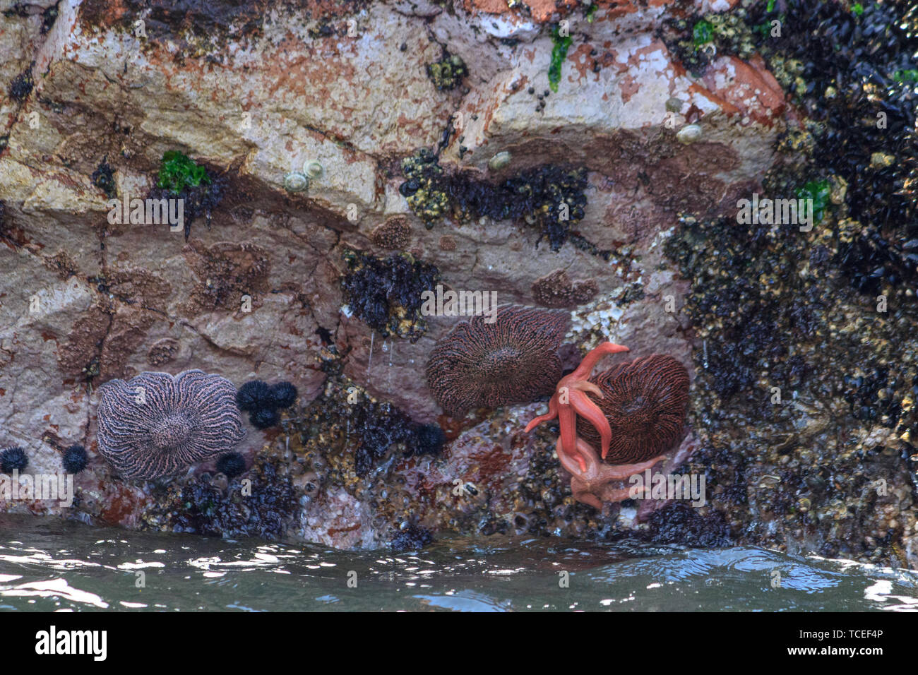 starfish on the cliffs of islas ballestas, peru Stock Photo
