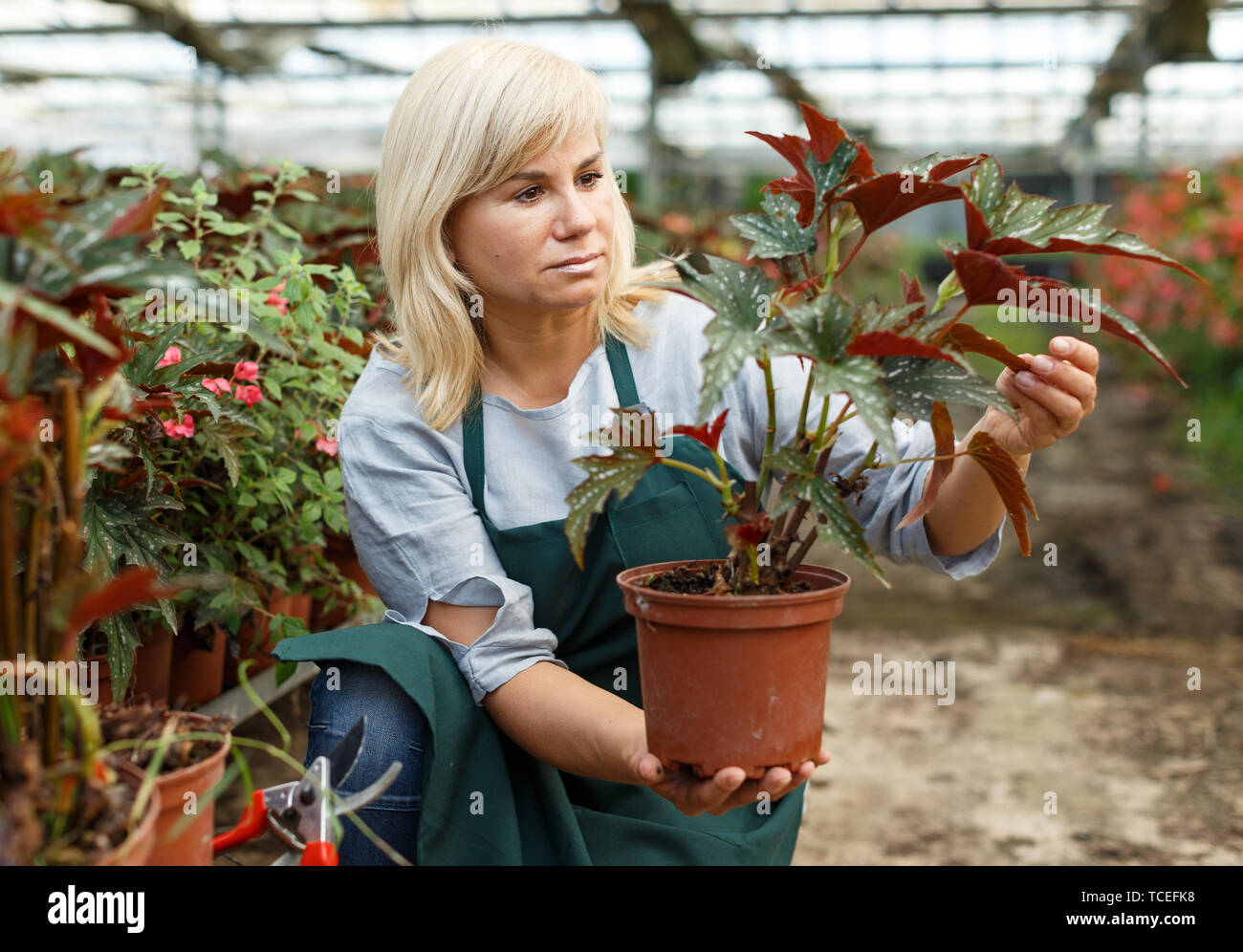 Mature female florist in apron working with begonia plants in pots in hothouse Stock Photo
