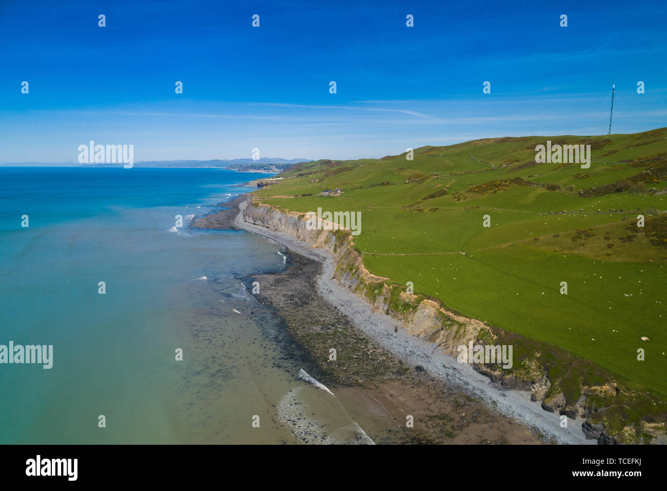 The dramatic sea cliffs on the Ceredigion coast, just south of Aberystwyth, on the  Welsh Coastal path, west Wales UK Stock Photo