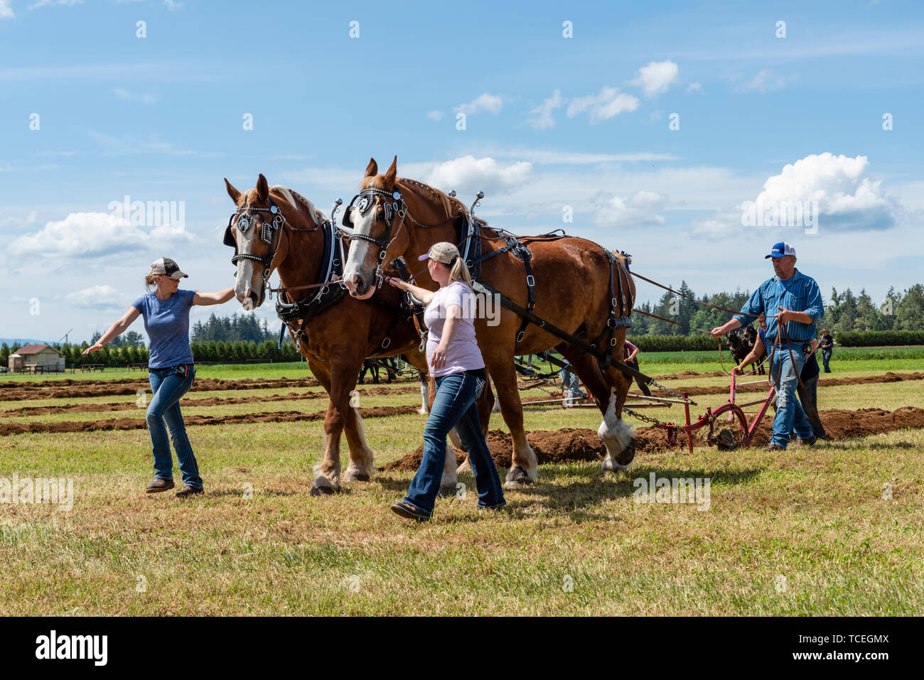 Horse teams plowing a furrow.  2019 International Plowing Match.  Berthusen Park, Lynden, Washington Stock Photo