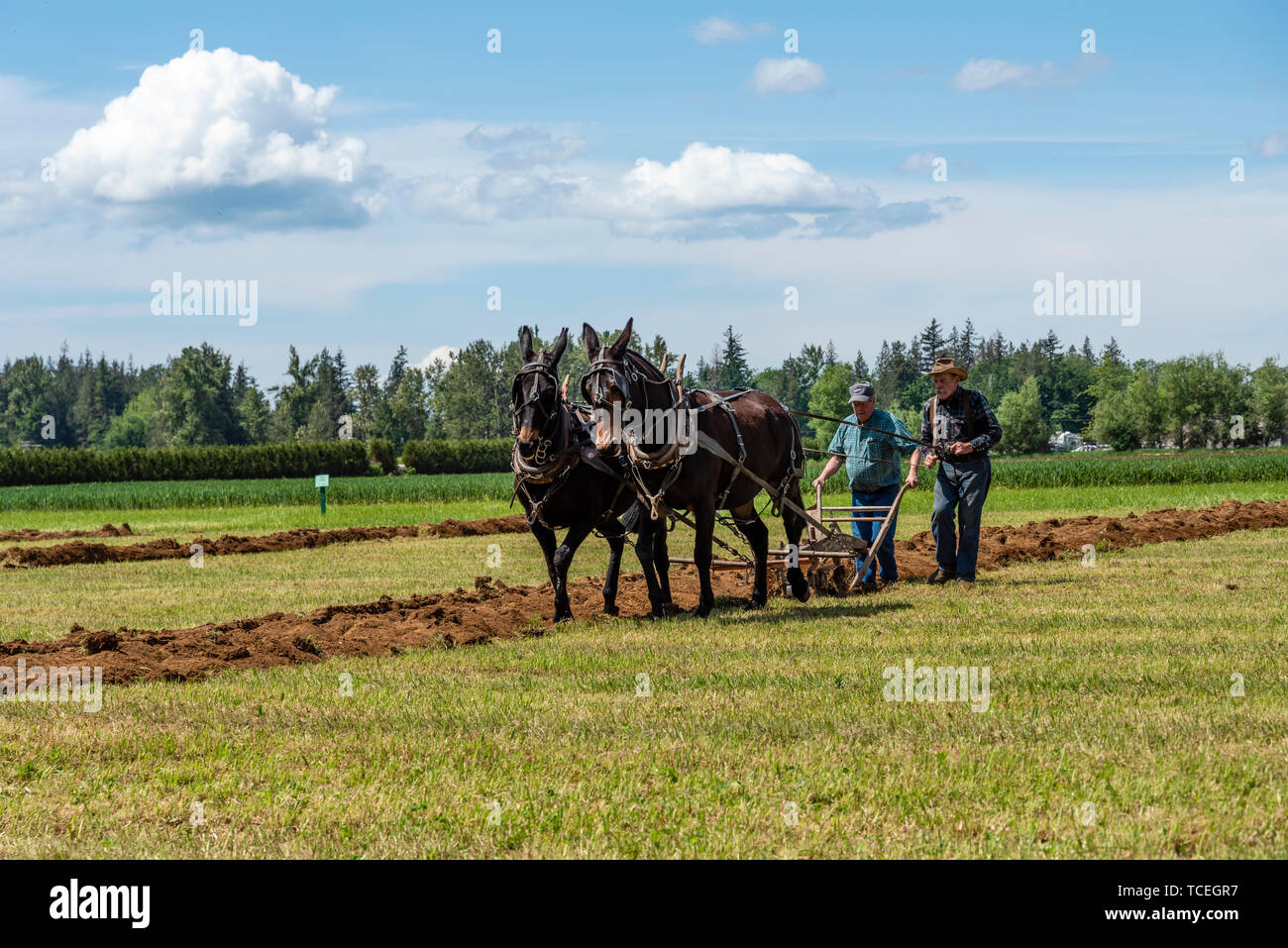 A team of mules plowing a furrow.  2019 International Plowing Match.  Berthusen Park, Lynden, Washington Stock Photo