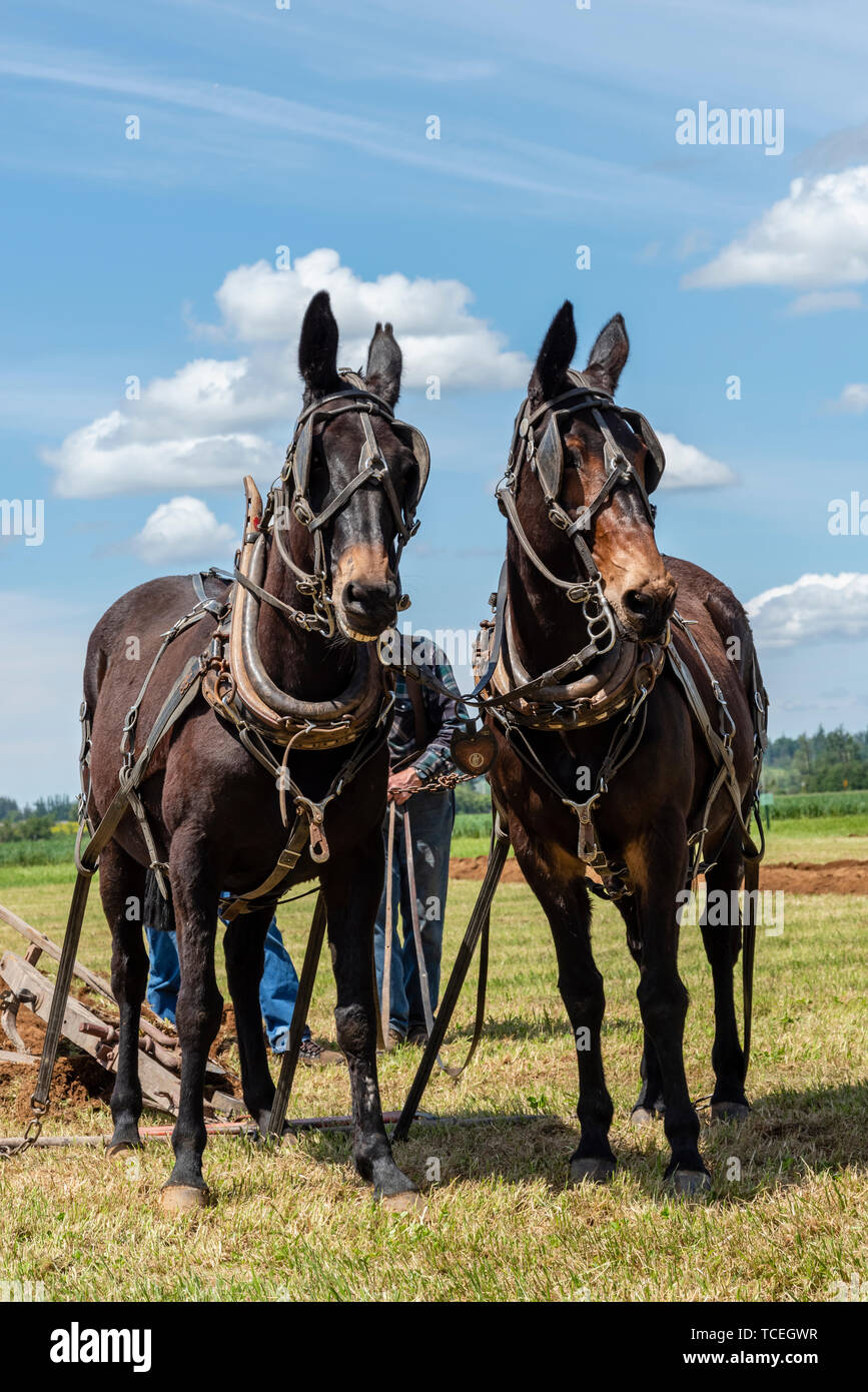 Mule team resting at the end of a furrow.  2019 International Plowing Match.  Berthusen Park, Lynden, Washington Stock Photo