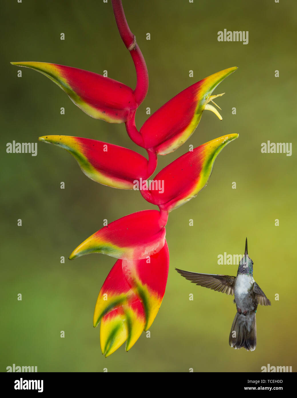 A male White-bellied Mountain-gem Hummingbird,  Lampornis hemileucus, approaches a tropical Lobster Claw Heliconia to feed in Costa Rica. Stock Photo