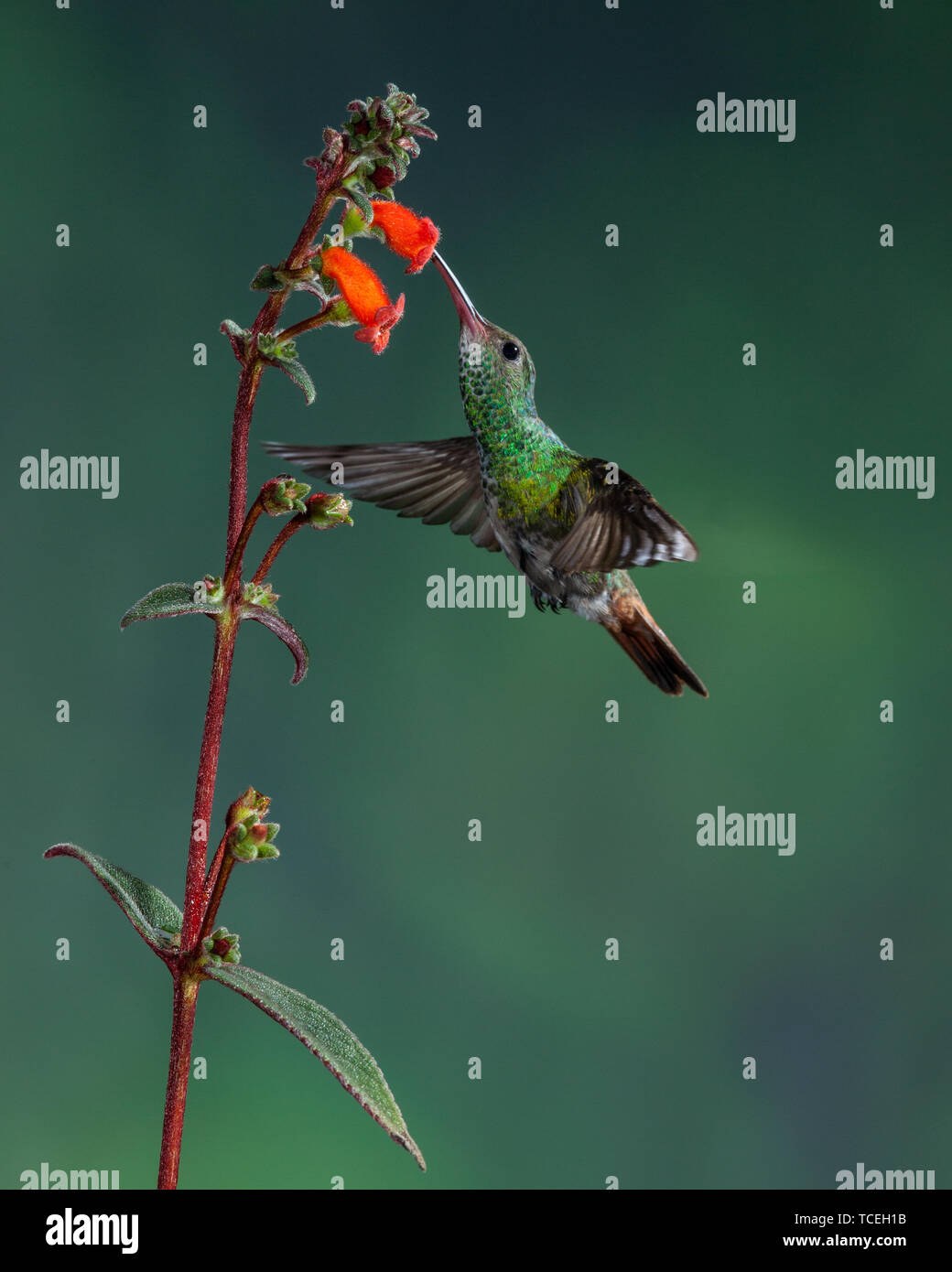 A male Rufous-tailed Hummingbird, Amazilia tzacatl, feeds on a tropical ...