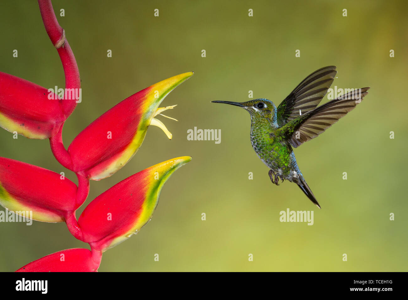 A female Green-crowned Brilliant Hummingbird, Heliodoxa jacula,  approaches a Lobster Claw Heliconia to feed on its nectar in Costa Rica. Stock Photo