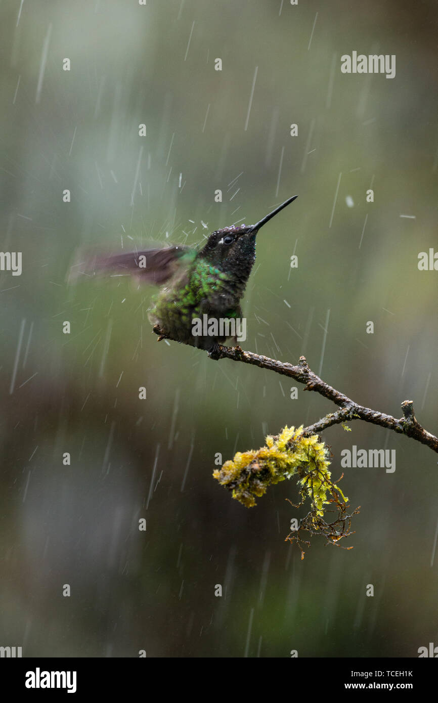 A male Magnificent Hummingbird, Eugenes fulgens, bathes on a branch in the rain in the cloud forest of the Savegre River Valley in Costa Rica. Stock Photo