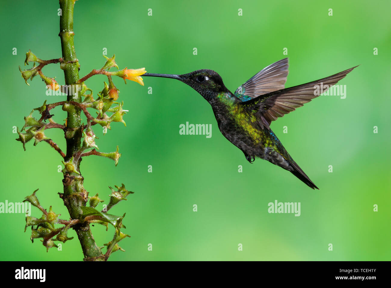 A male Magnificent Hummingbird, Eugenes fulgens, feeds on a tropical Rubiaceae flower in Costa Rica. Stock Photo