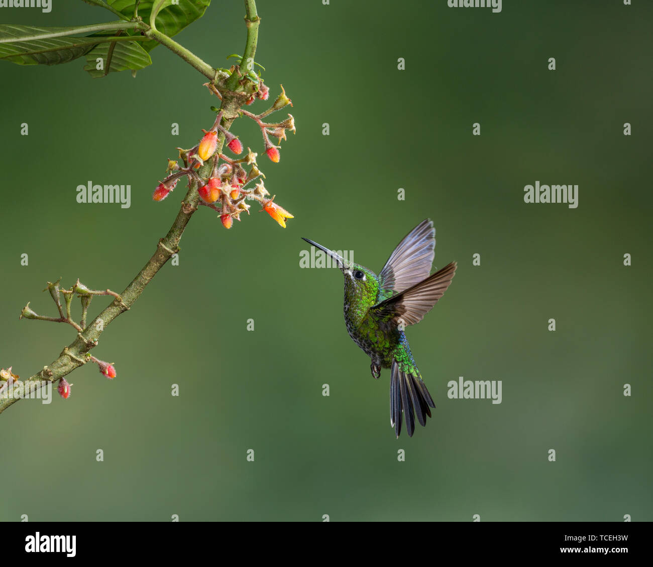 A female Green-crowned Brilliant Hummingbird, Heliodoxa jacula, feeds on the nectar of a tropical Rubiaceae plant in Costa Rica. Stock Photo