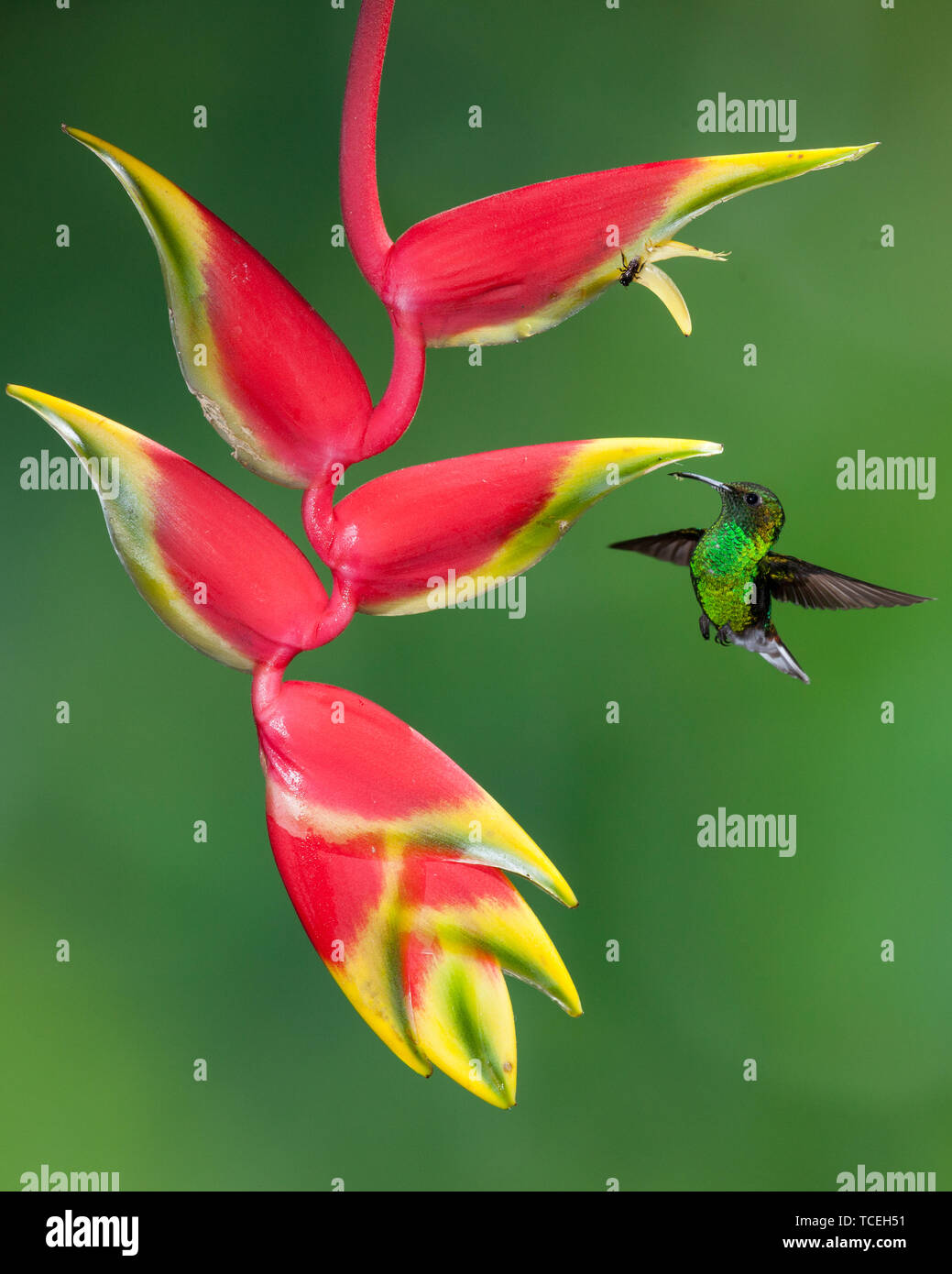 A Coppery-headed Emerald  Hummingbird approaches a tropical Lobster Claw Heliconia flower, Heliconia rostrata, in Costa Rica.  The bird is also pollin Stock Photo