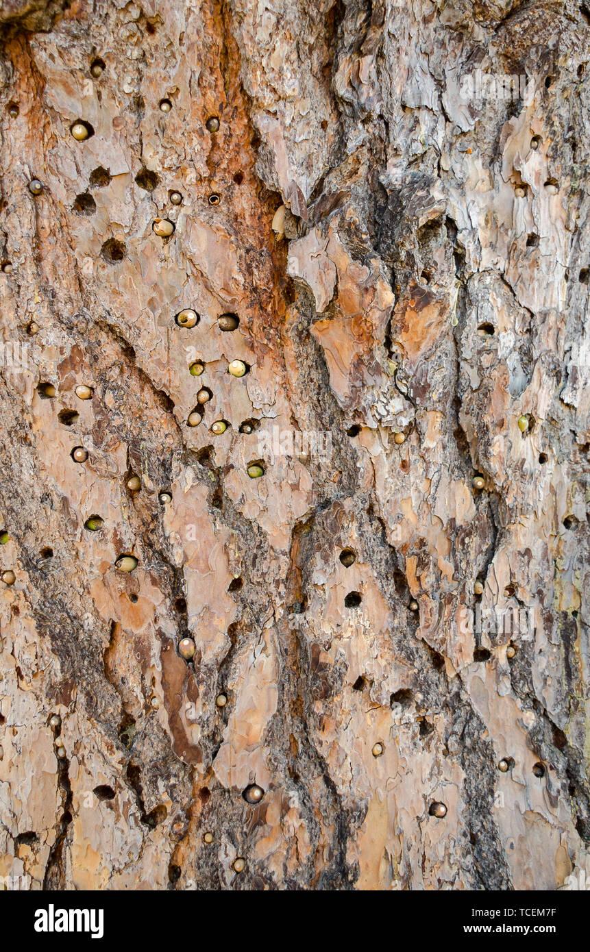 Acorn wood pecker puts acorns in tree trunk Stock Photo