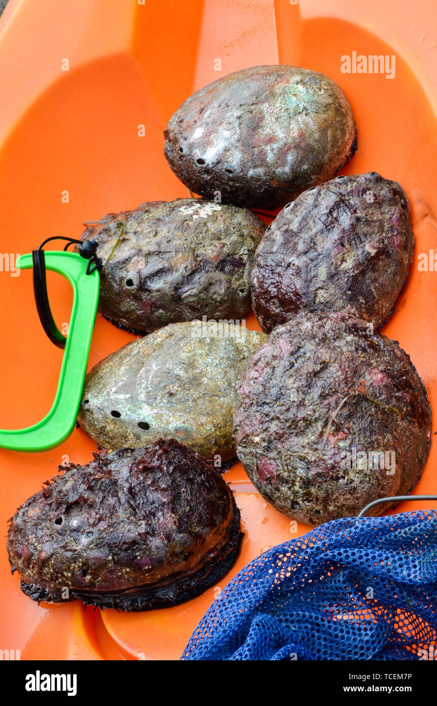 Abalone catch of the day Stock Photo Alamy