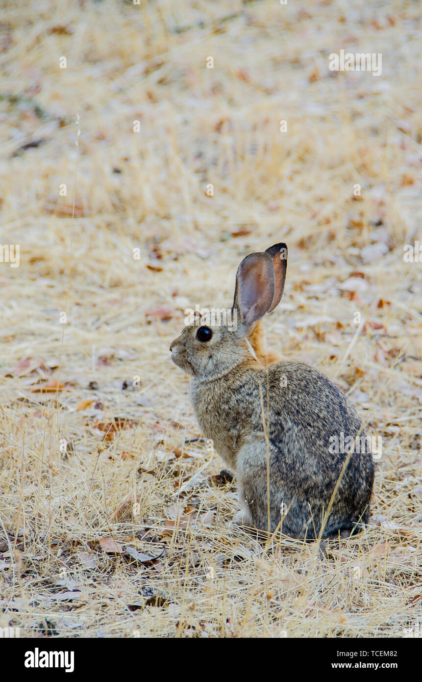 California brush rabbit Stock Photo Alamy