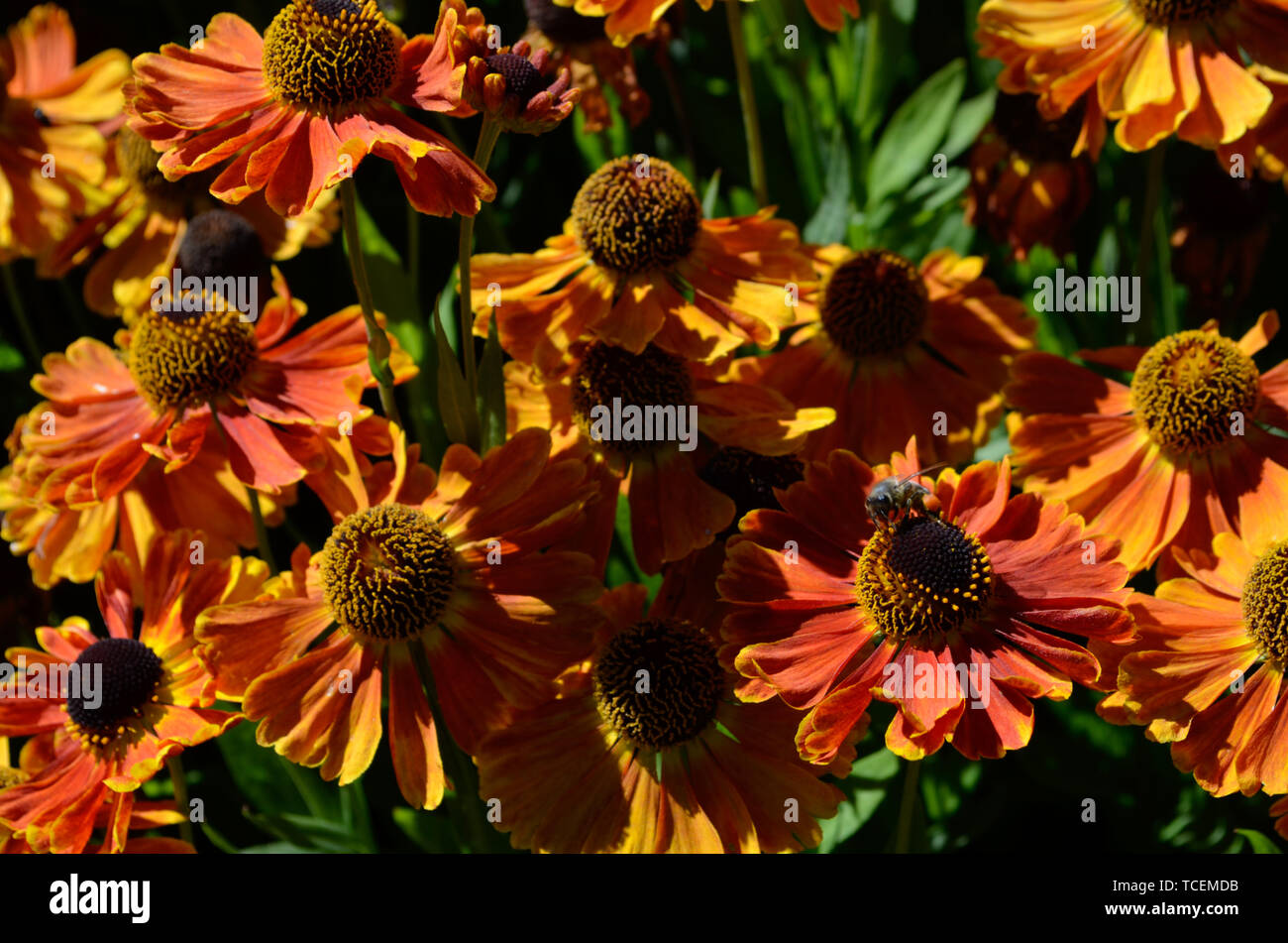 Large brown centers hires stock photography and images Alamy