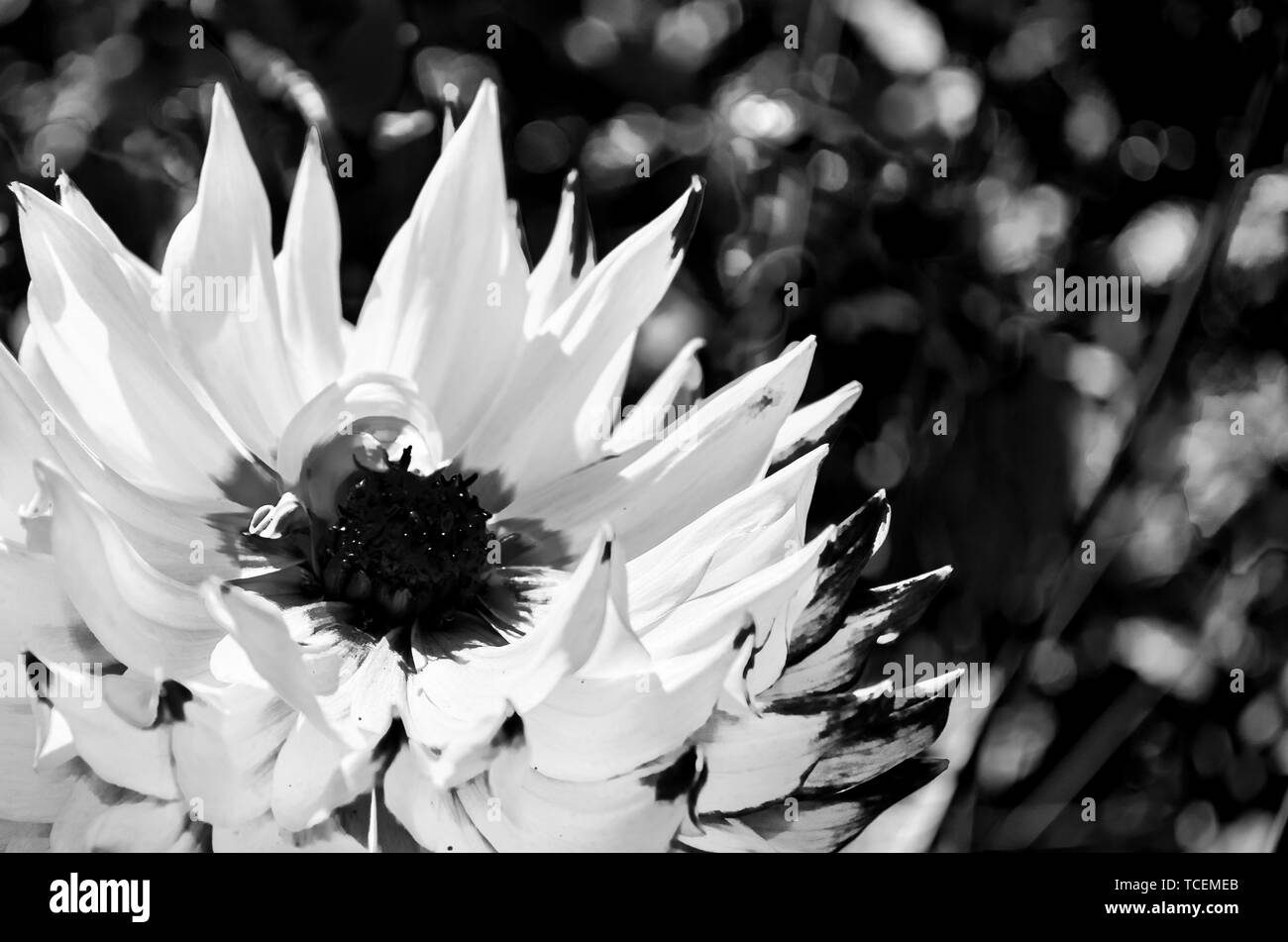Dahlia in spring Black and White Stock Photos & Images - Alamy