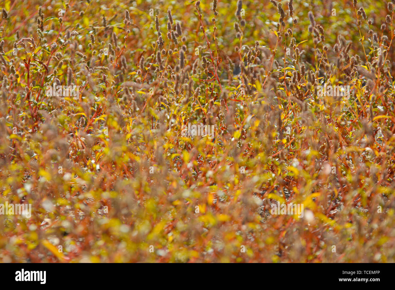 Close up shot plants in hi-res stock photography and images - Alamy