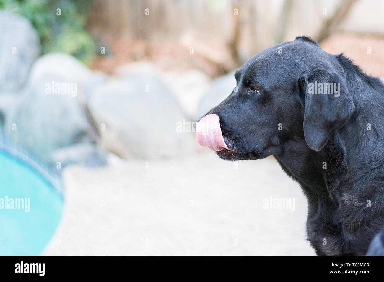 Labrador Dog Collars Prevent Licking Prevent Stock Photo 1130252594