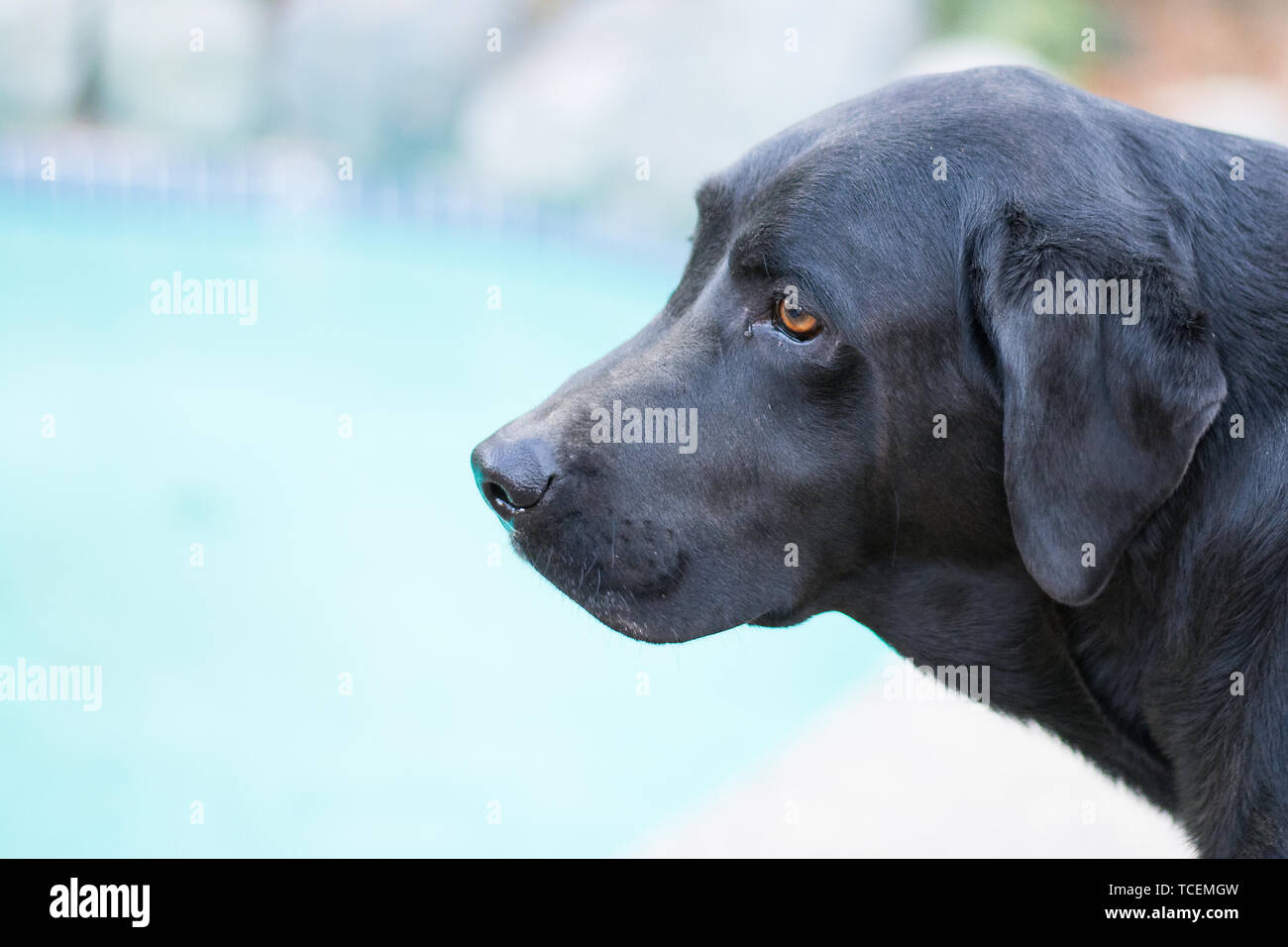 male black labrador Stock Photo Alamy