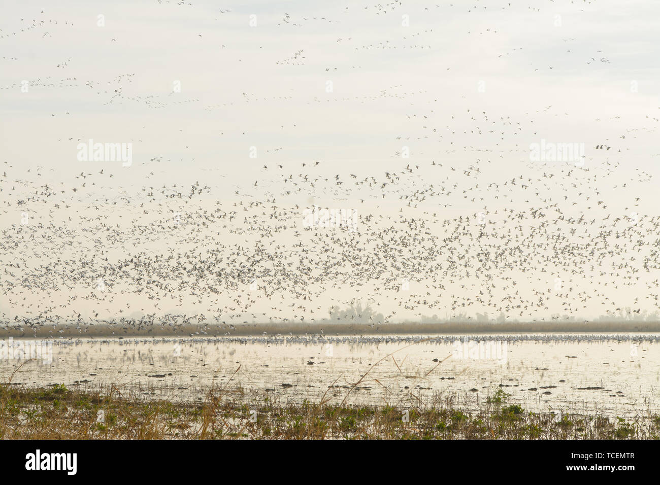 Huge flock of birds flying at distance over lake surface on dull day ...