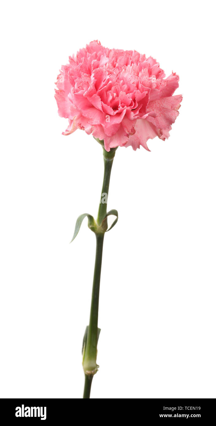 Pink carnation isolated on white Stock Photo - Alamy