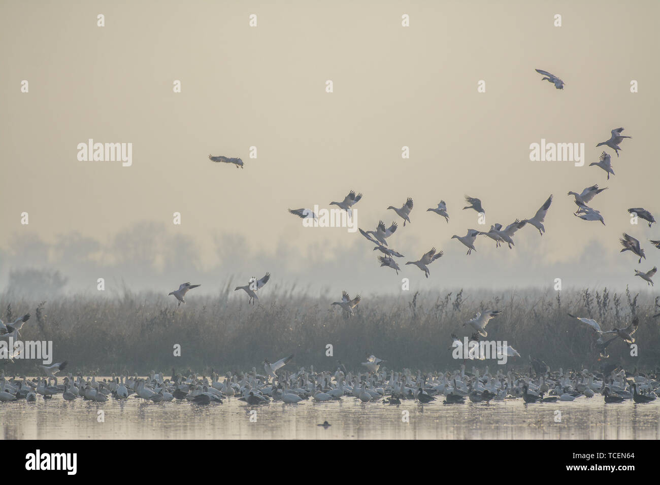 View of plenty of white wild geese flying above surface of lake in countryside Stock Photo