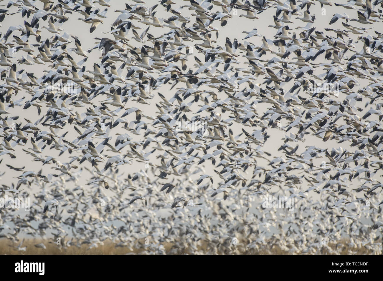 A massive flock of snow geese taking flight. Stock Photo