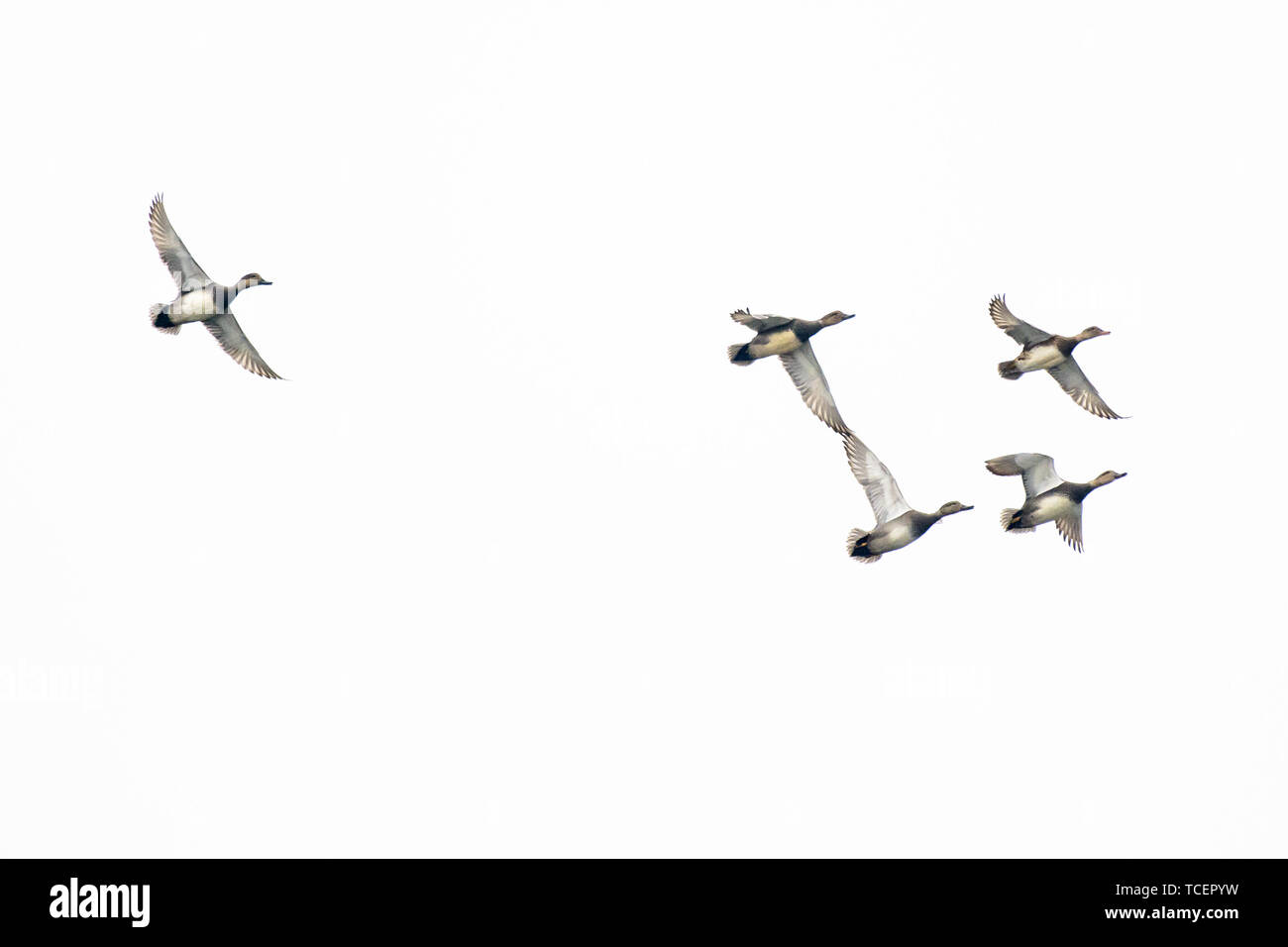 From below shot of flock of wild duck flying together isolated on white background Stock Photo